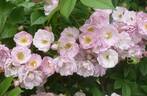 Blush Rambler rose photo