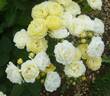 Golden Border rose photo