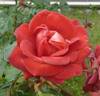 Chocolate Prince rose photo