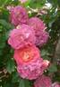 Haru-Kaze rose photo