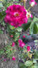 Andenken an Anke Kuhbier rose photo