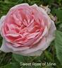 Sweet Rose of Mine rose photo