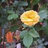 Rêve de Paris rose photo