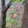 Louis Blériot ® rose photo