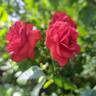 Scarlet Bonica rose photo