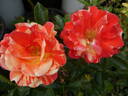 Oranges 'n' Lemons ™ rose photo