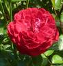 Deep Bordeaux rose photo