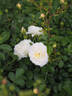 MR 326 rose photo