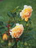 Perfume Miracle ® rose photo