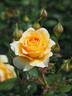 Perfume Miracle ® rose photo