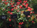 MR 327 rose photo