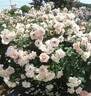 Kotone rose photo