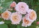 Pierre Hermé ® rose photo