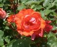 Finale rose photo