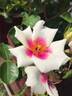 KENpopeye rose photo
