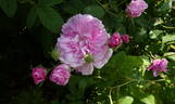 Ispahan rose photo