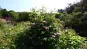 Ispahan rose photo