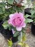 Love Song rose photo