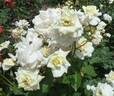 Ginrei rose photo