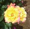 Desert Peace ™ rose photo