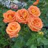 Burst of Joy ™ rose photo