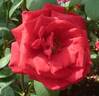 Aenne Burda rose photo
