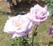 Blue Light rose photo