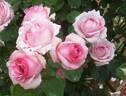History, Cl. rose photo