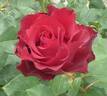 Hommage à Barbara ® rose photo