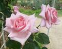 Hagoromo rose photo