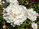 Ave Maria peony photo