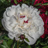 Ave Maria peony photo