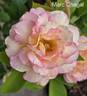 Marc Chagall ™ rose photo