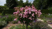 Ballerina rose photo
