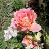 Condesa de Sástago rose photo