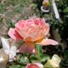 Condesa de Sástago rose photo