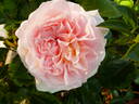 Märchenzauber ® rose photo