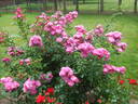 Benjamin Alexander rose photo