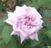 Aozora rose photo