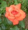 Hanakago rose photo