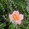Precious Dream rose photo