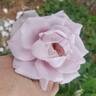 Lagerfeld rose photo