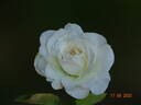 Princess Miyuki rose photo