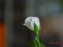 Princess Miyuki rose photo