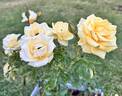 Gilded Sun rose photo