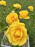 Gilded Sun rose photo