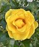 Gilded Sun rose photo