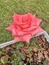 Tropicana rose photo
