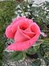 Tropicana rose photo