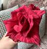 Red Intuition rose photo